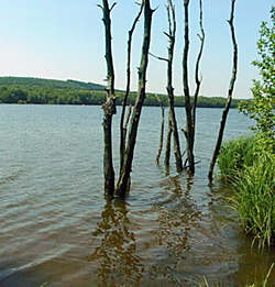 Arbres mort sur le lac