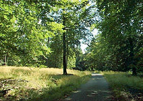 La foret de St-Hubert