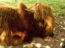 Buffle, parc animalier